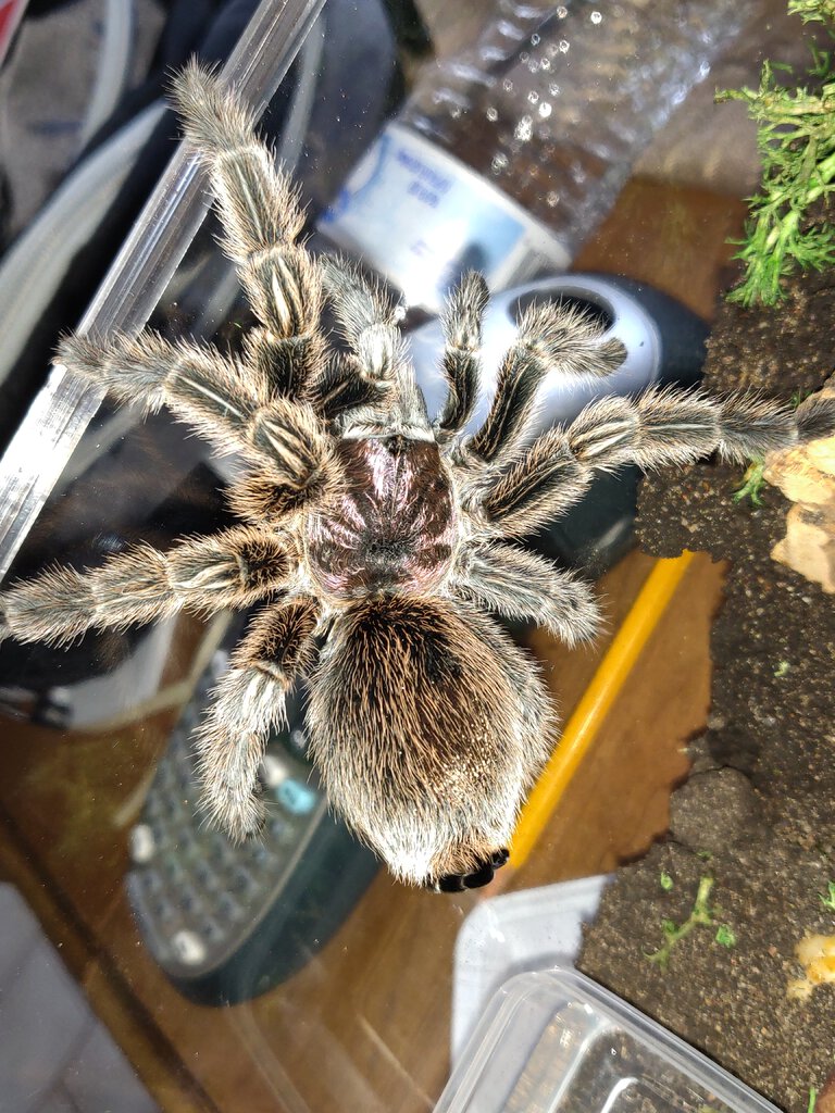 Grammostola rosea