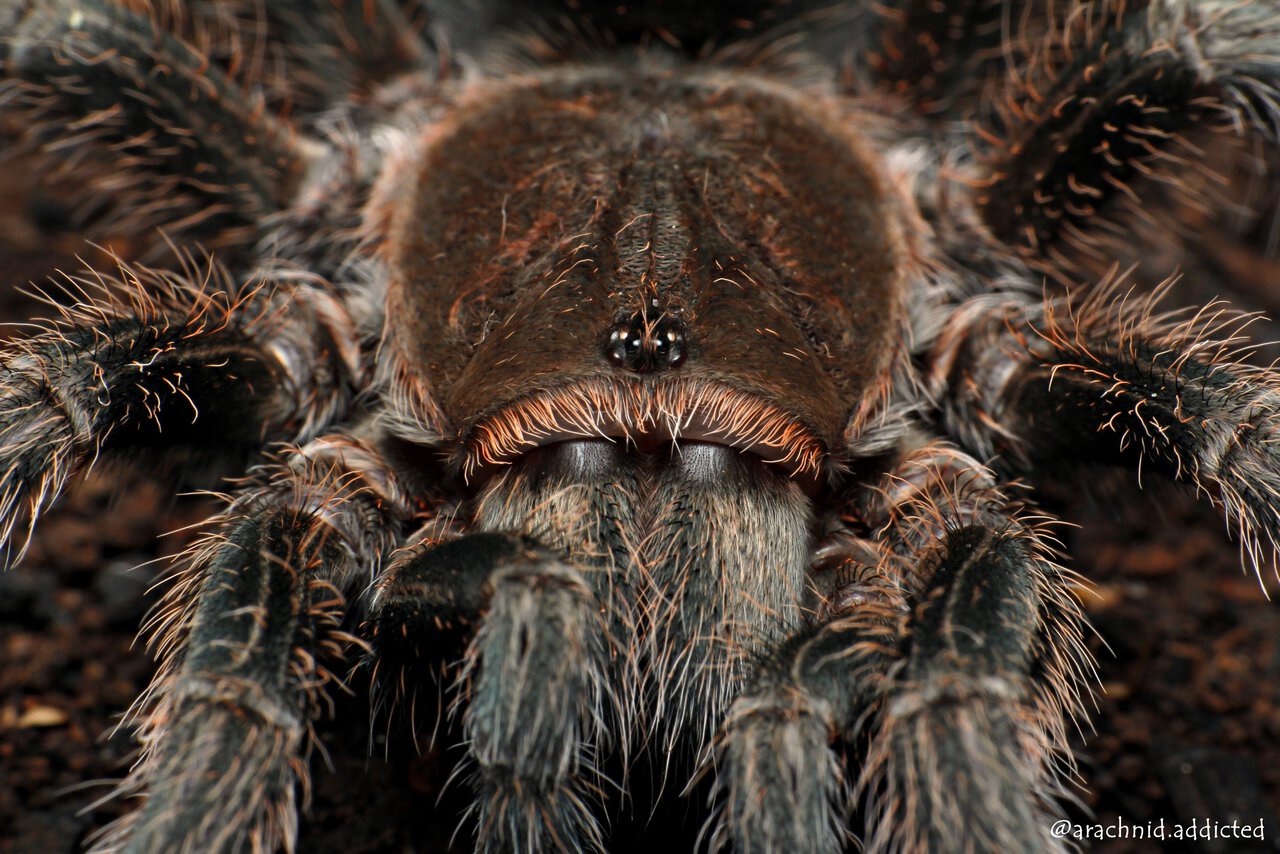 Grammostola rosea.