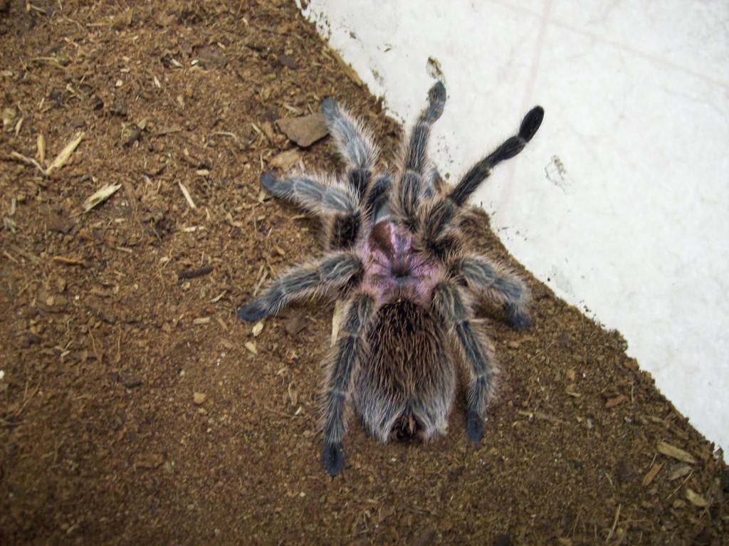 Grammostola Rosea