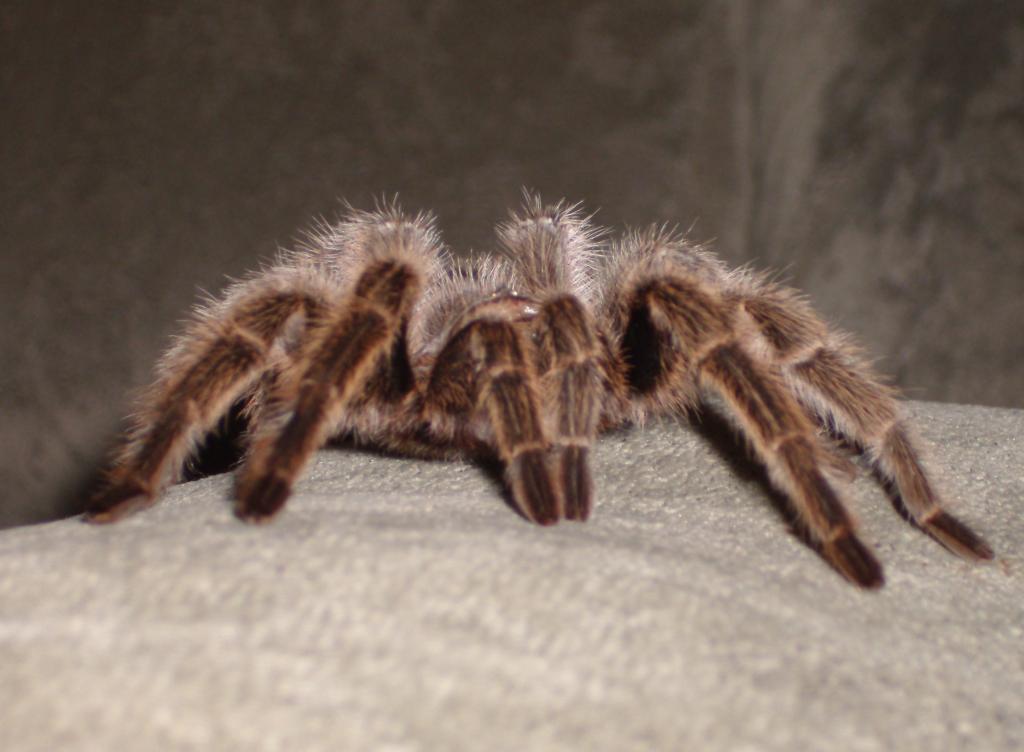 Grammostola Rosea