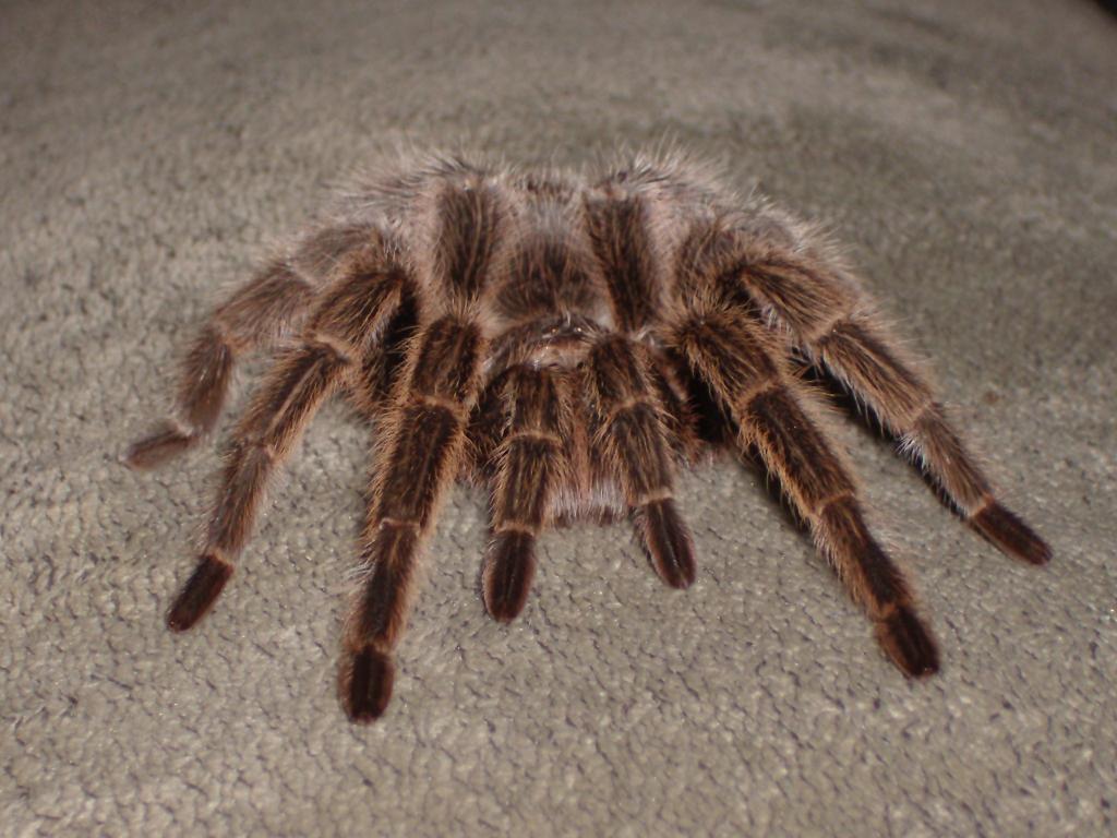 Grammostola Rosea