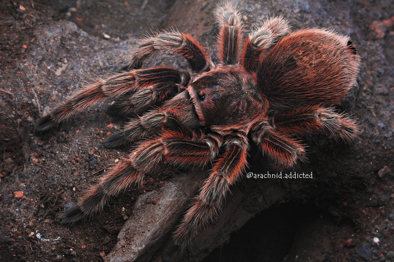 Grammostola rosea.