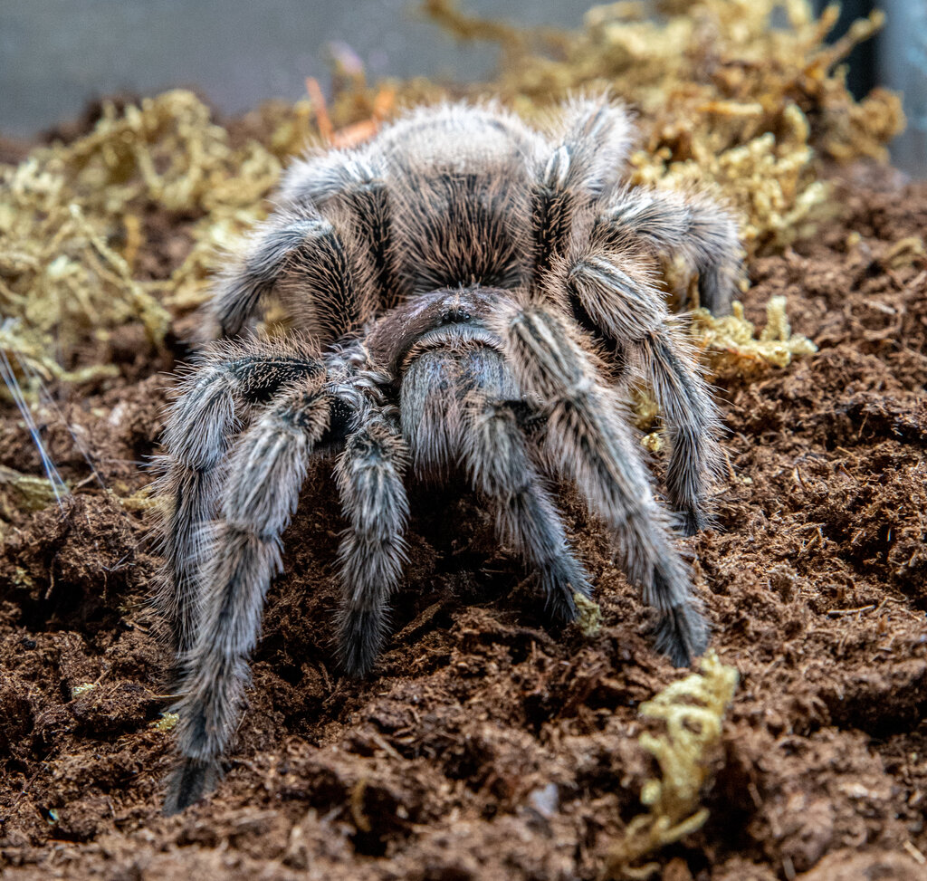 Grammostola rosea