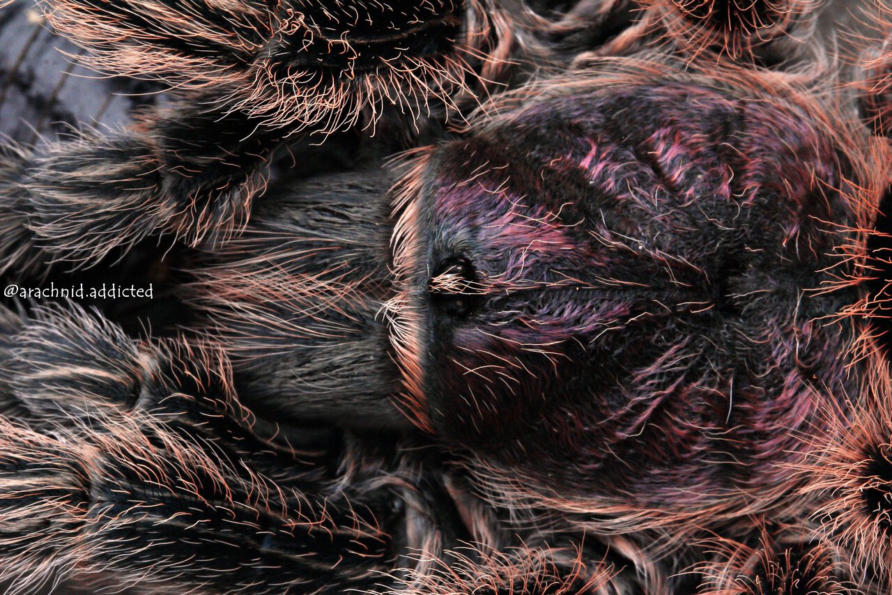 Grammostola rosea.