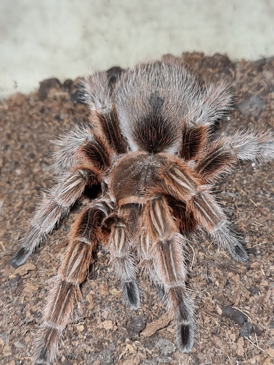 Grammostola rosea