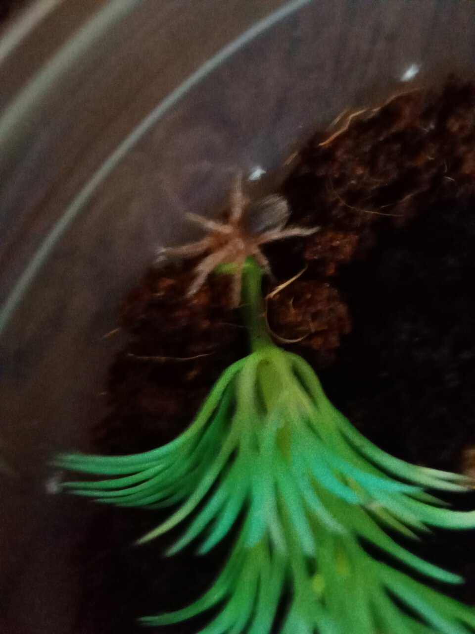 Grammostola rosea