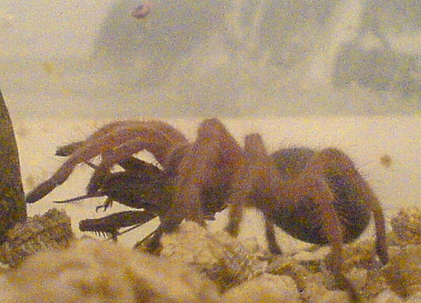 Grammostola rosea