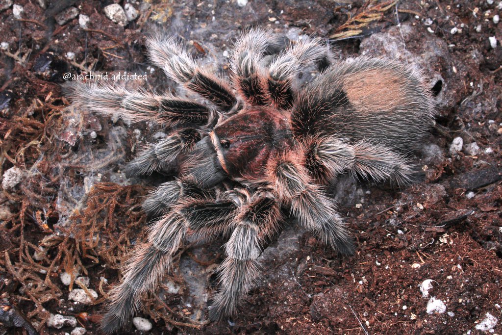 Grammostola sp. "Chile"