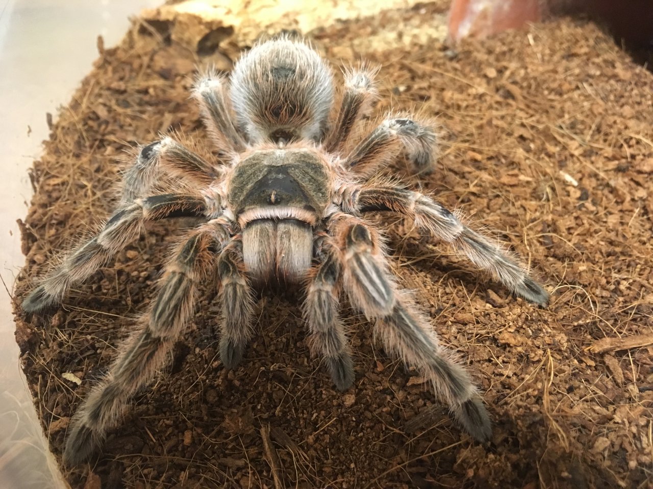 Grammostola sp. "Concepción"