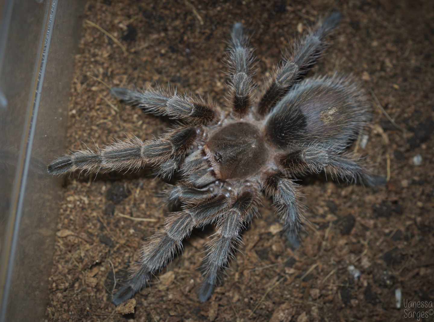 Grammostola sp. Concepcion Juvenile Male