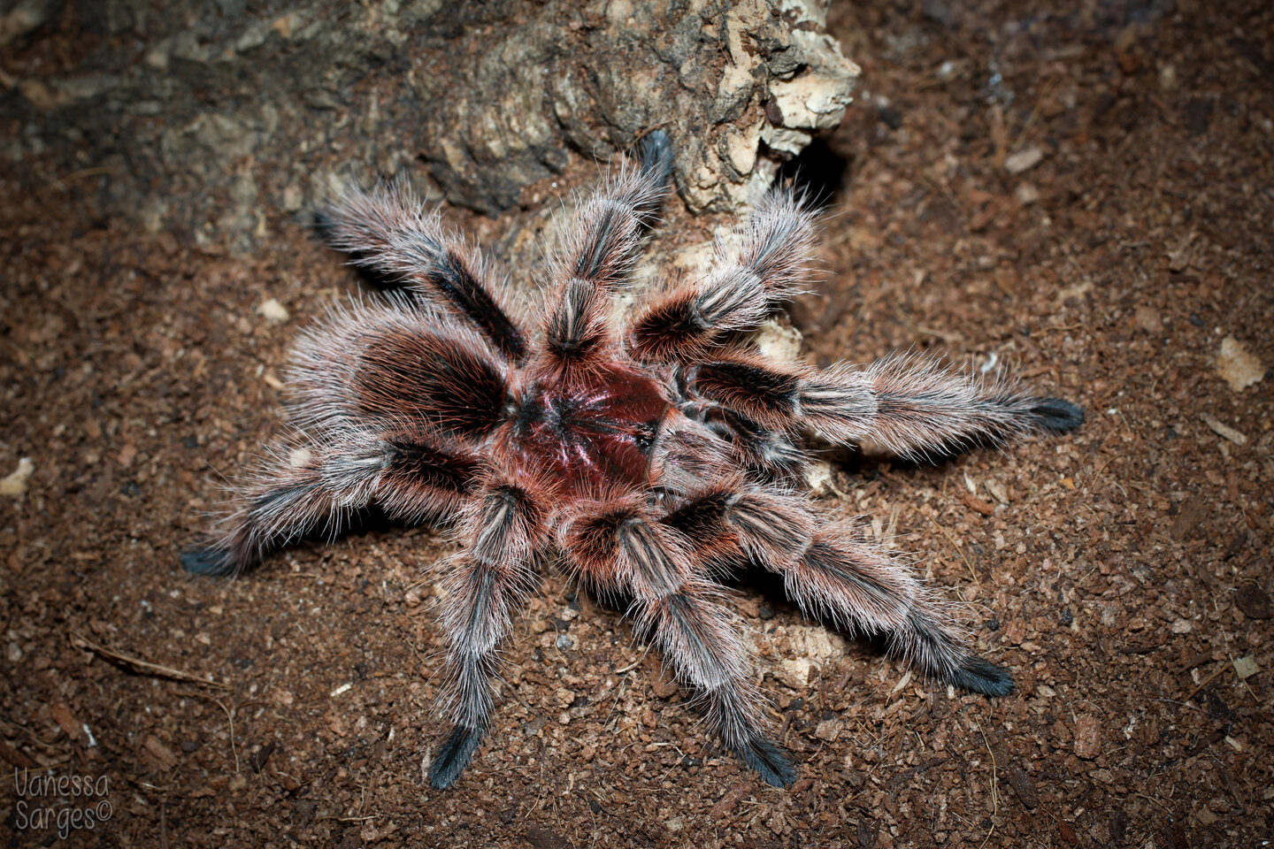 Grammostola sp. Concepcion Mature Male