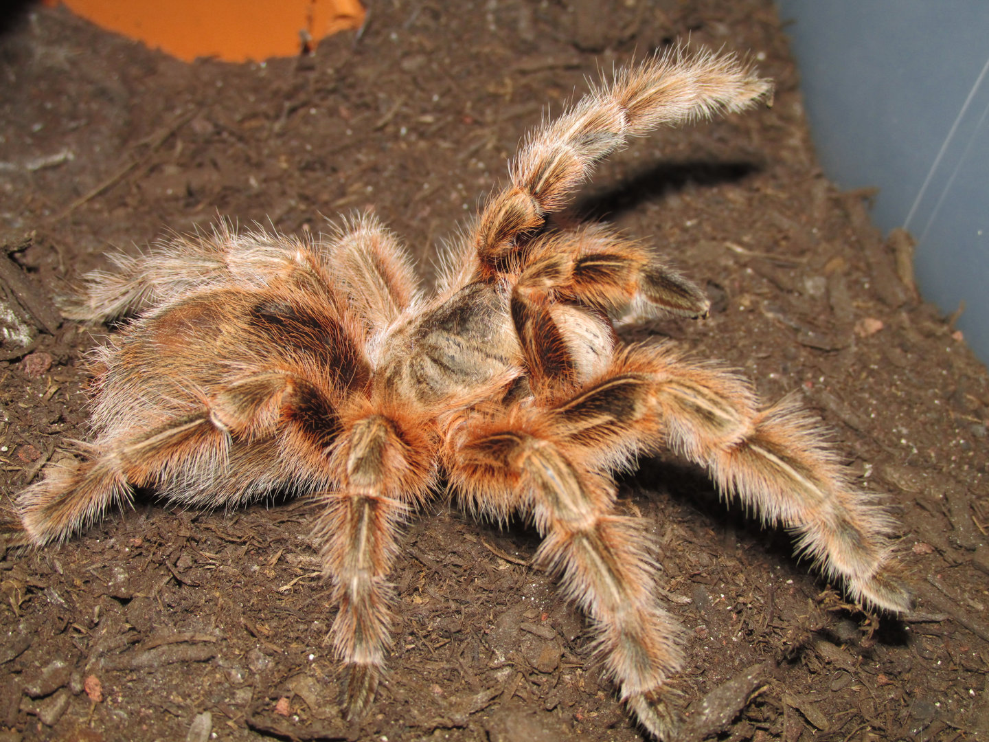 Grammostola sp. "Concepcion"