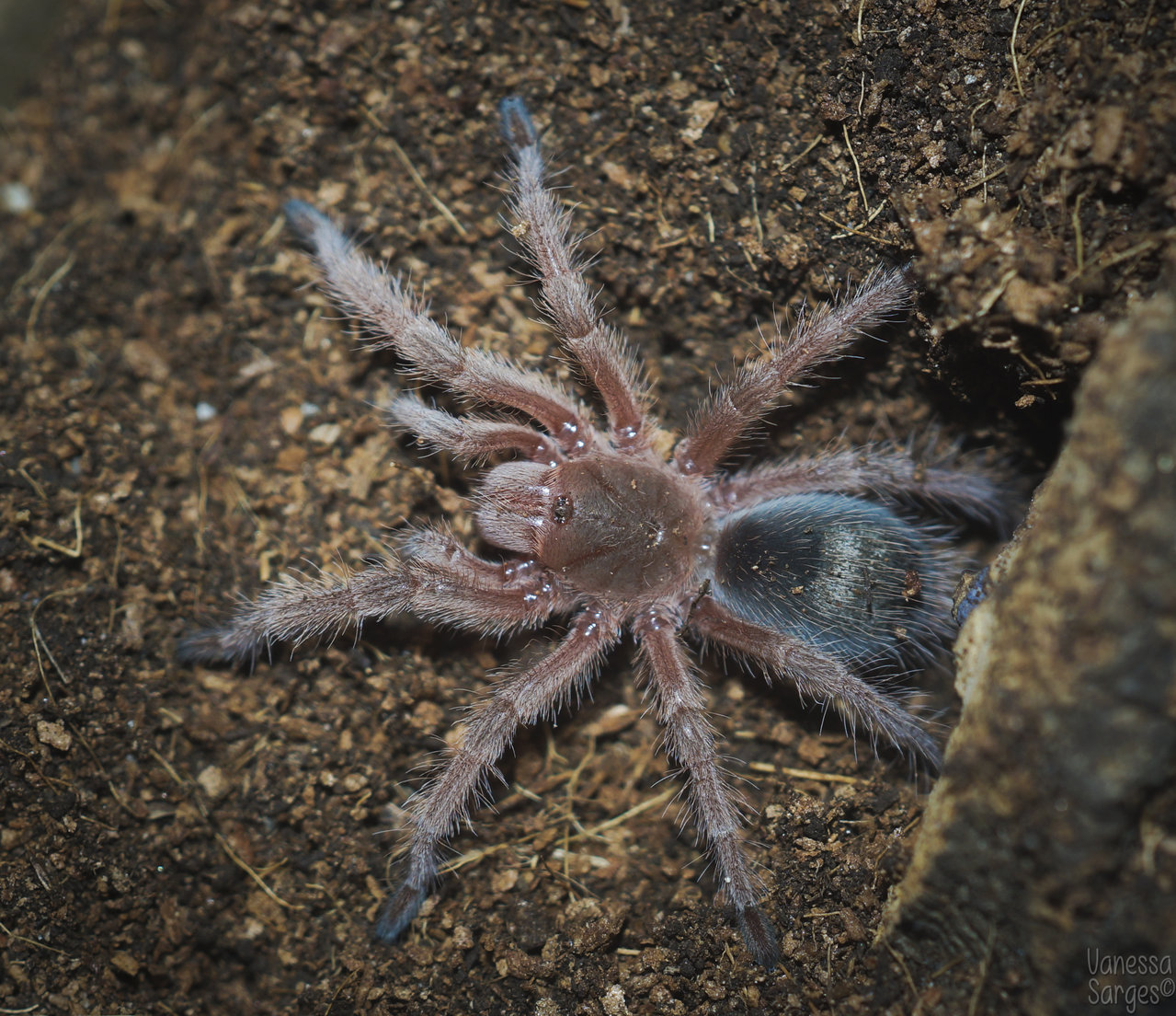 Grammostola sp. Concepcion