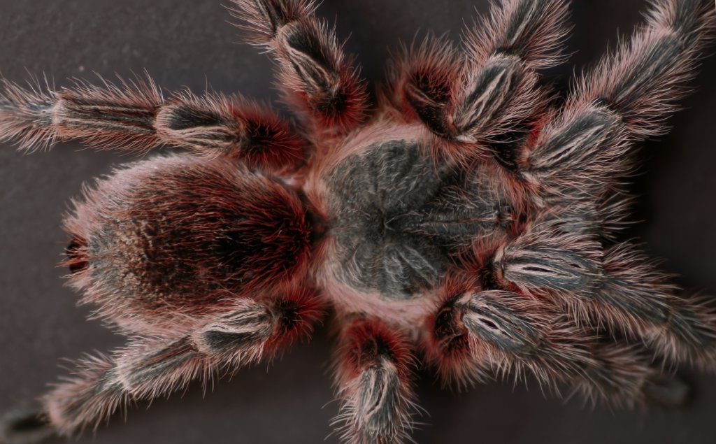 Grammostola sp. Concepcion