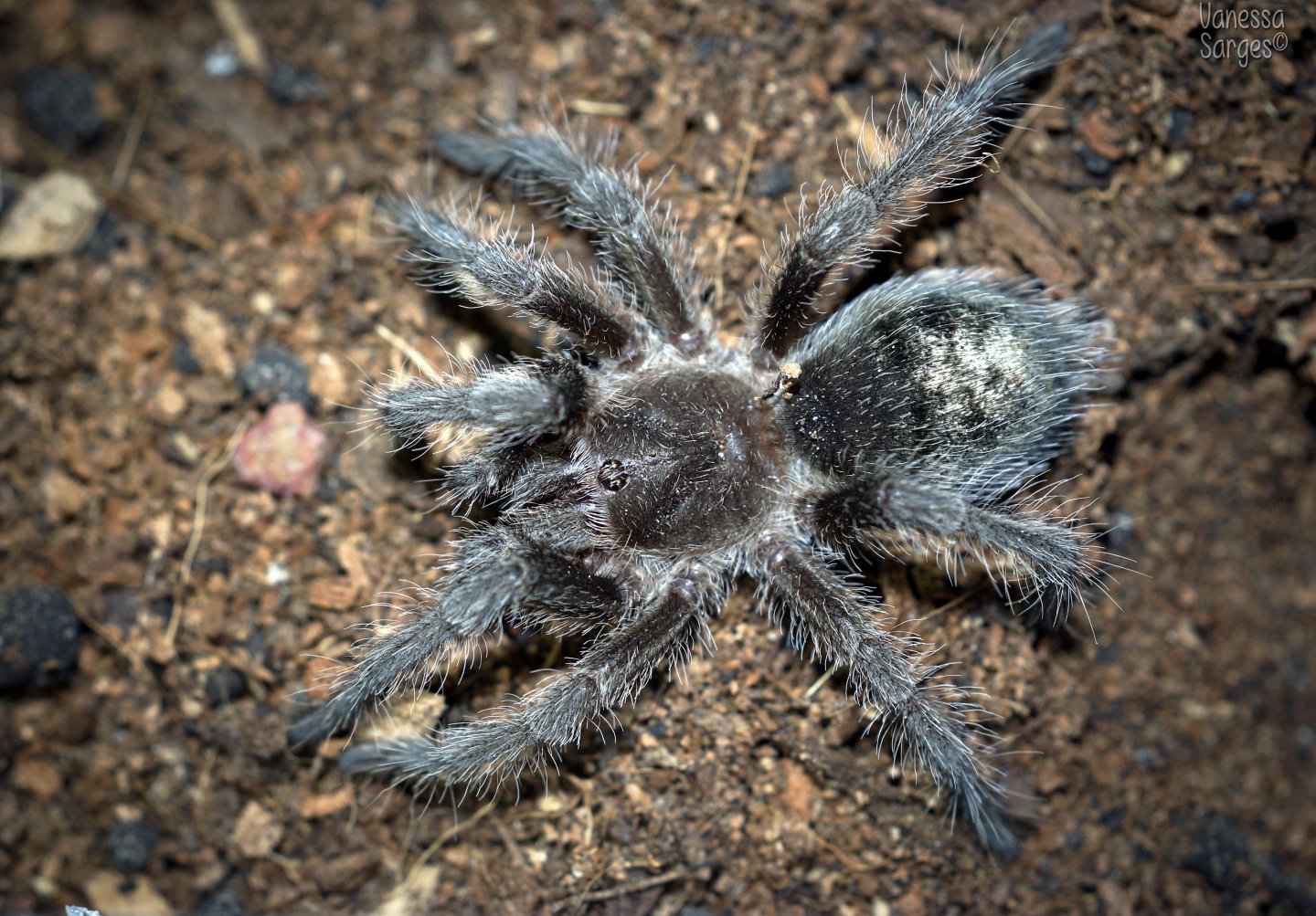 Grammostola sp. Formosa Juvenile Female - 2.5"