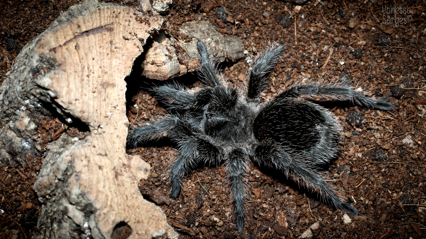 Grammostola sp. Formosa Juvenile Female