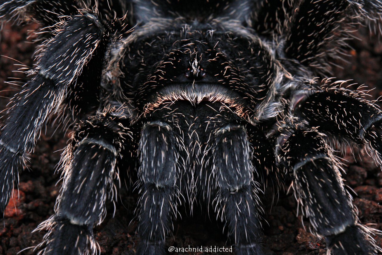 Grammostola sp. "Formosa".