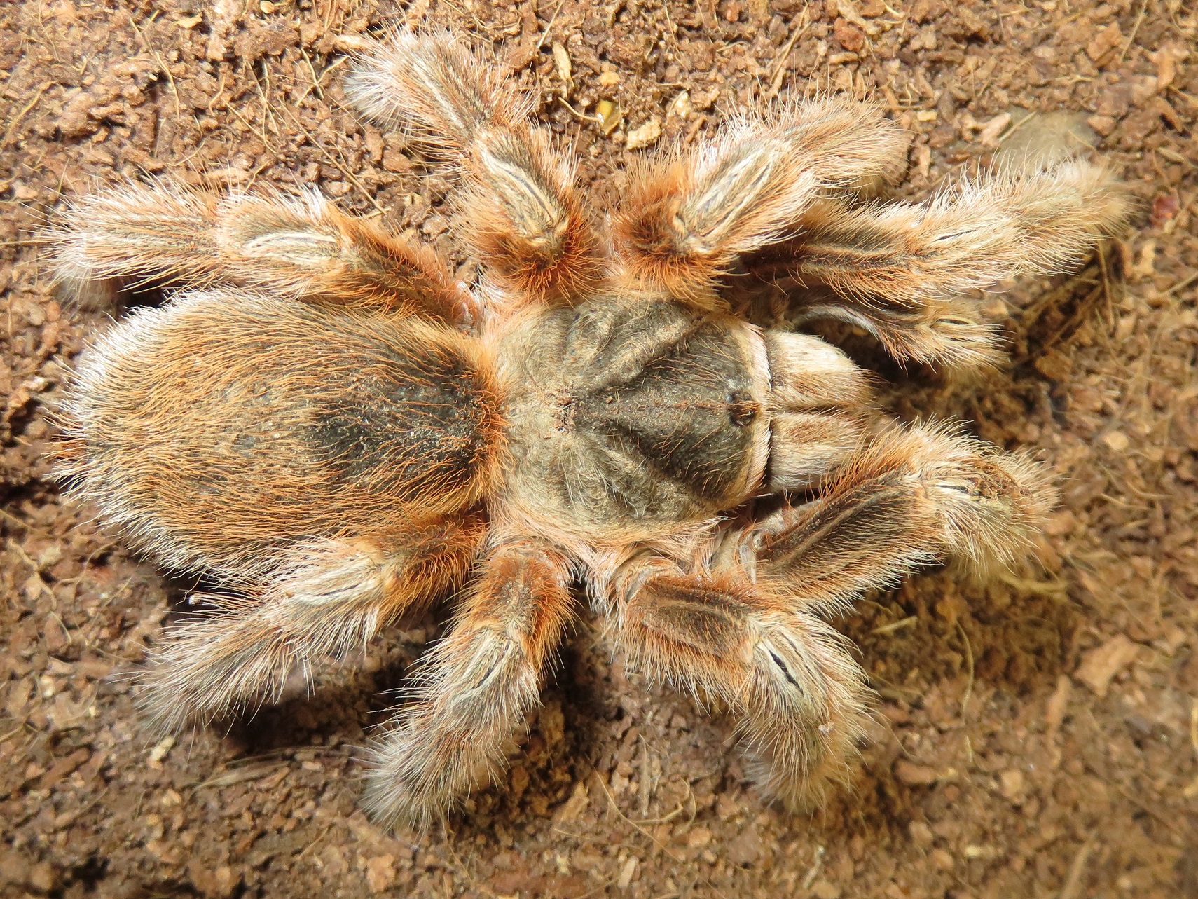 Grammostola sp. 'Maule', AF