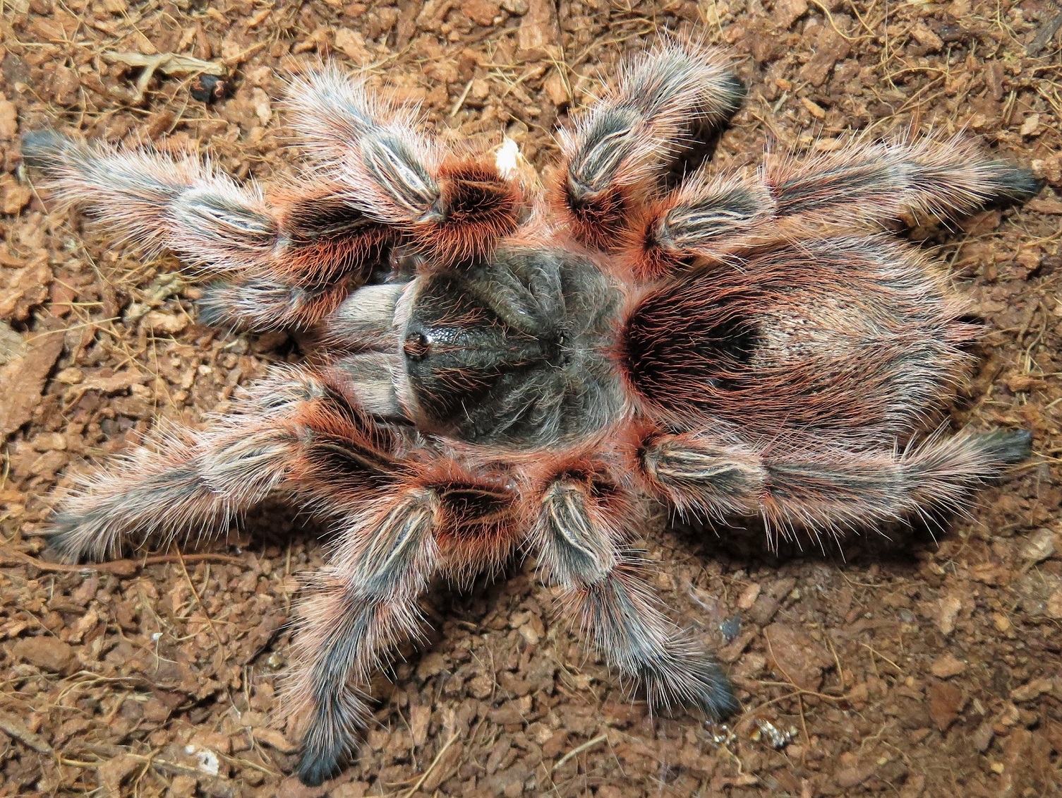 Grammostola sp. 'Maule' ?