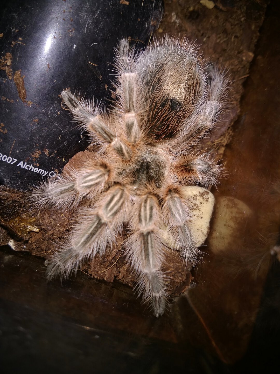 Grammostola sp. "Maule"