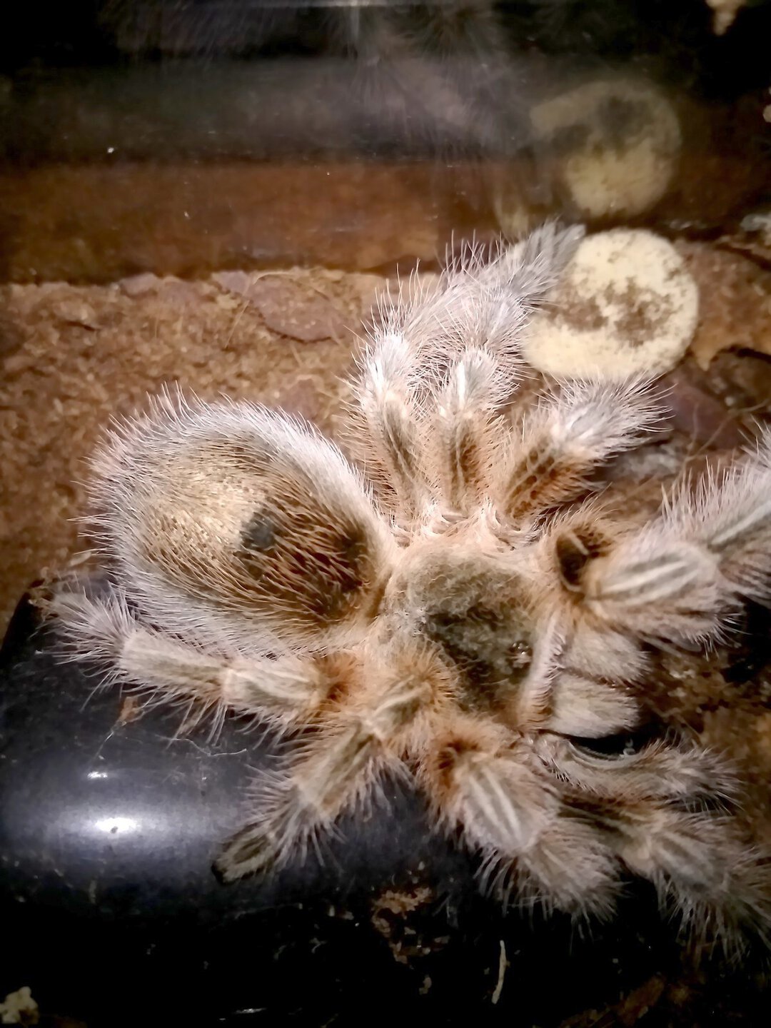 Grammostola sp. "Maule"