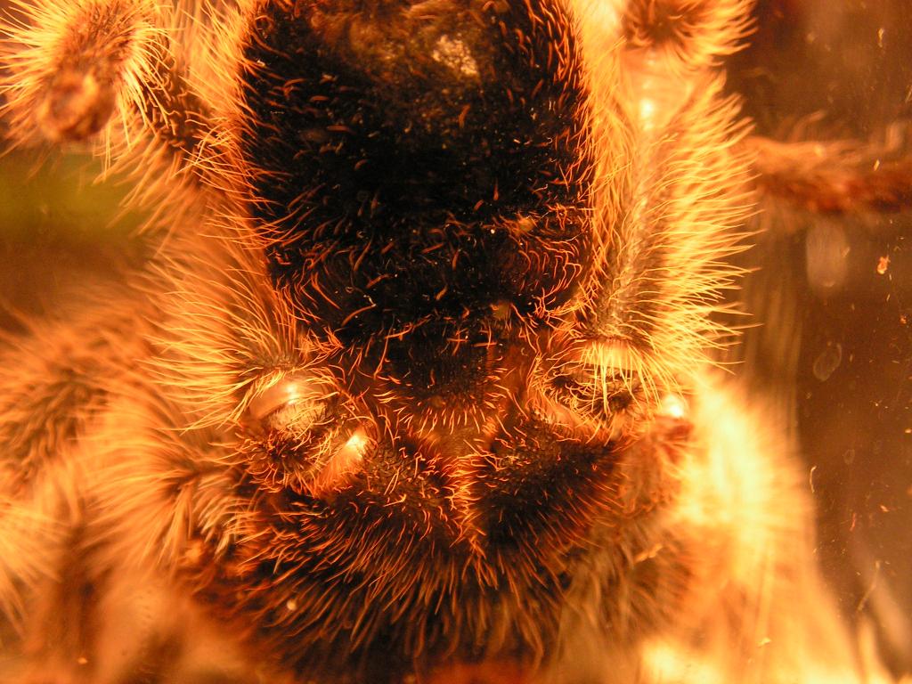 Grammostola sp. "North" #1