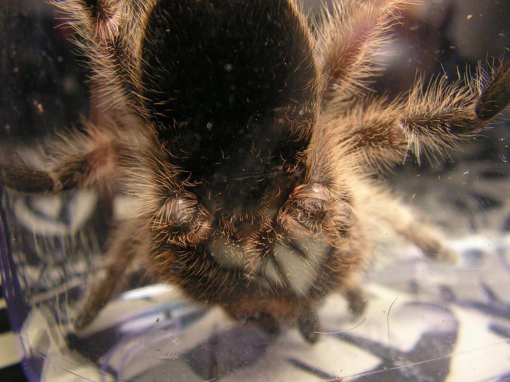 Grammostola sp. "North" #2