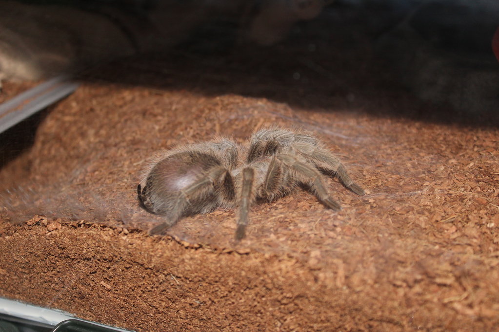 Grammostola sp. north (F) July 26 2017