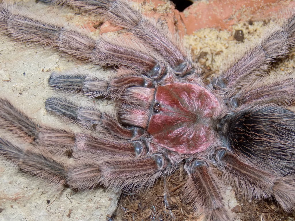 Grammostola sp. North [mature male]