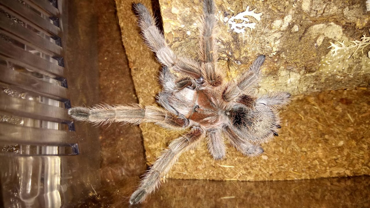 Grammostola sp "North" recently molted