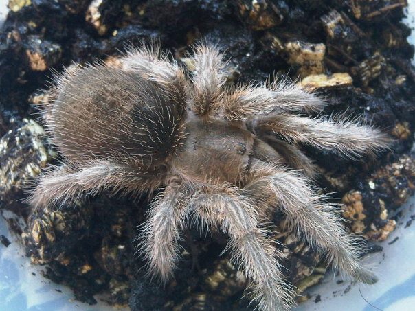 Grammostola Sp North