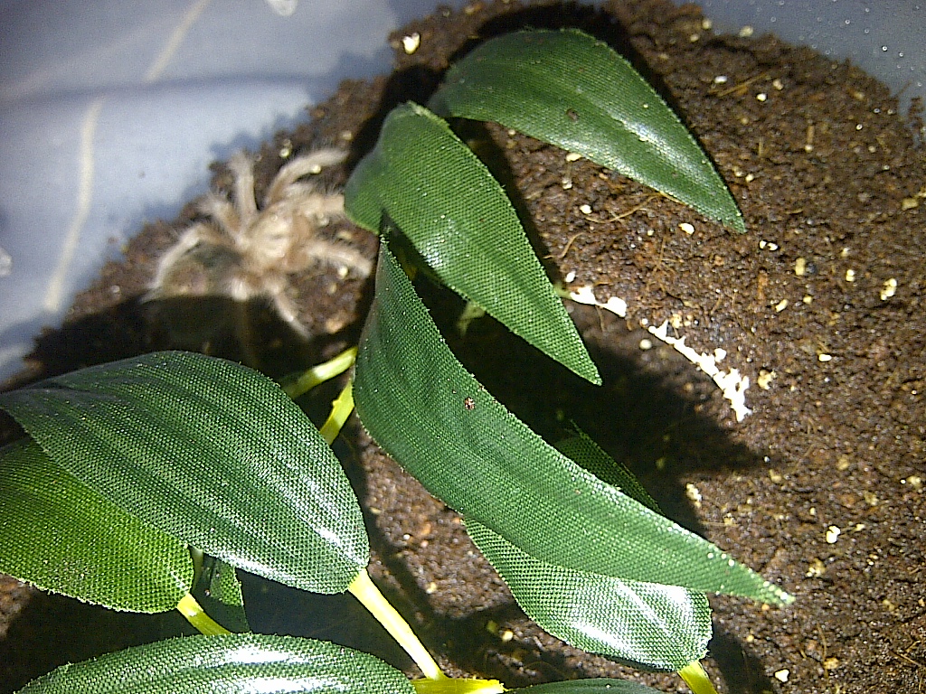 grammostola sp north