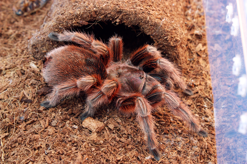 Grammostola sp RCF