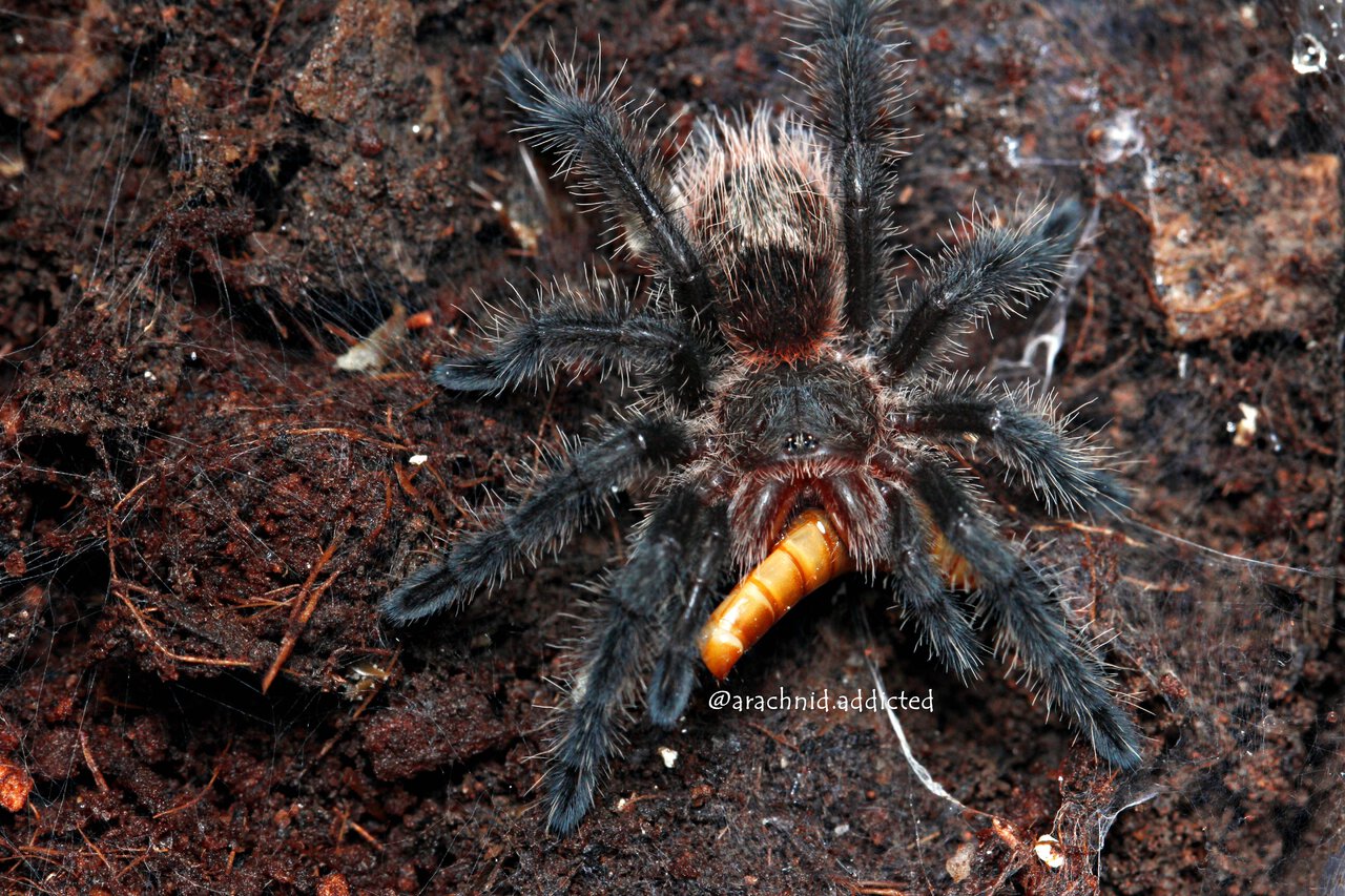 Grammostola sp. "Wooly Black".