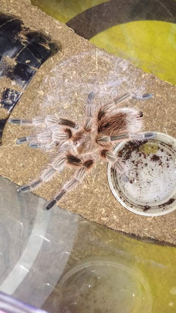 grammostola sp?