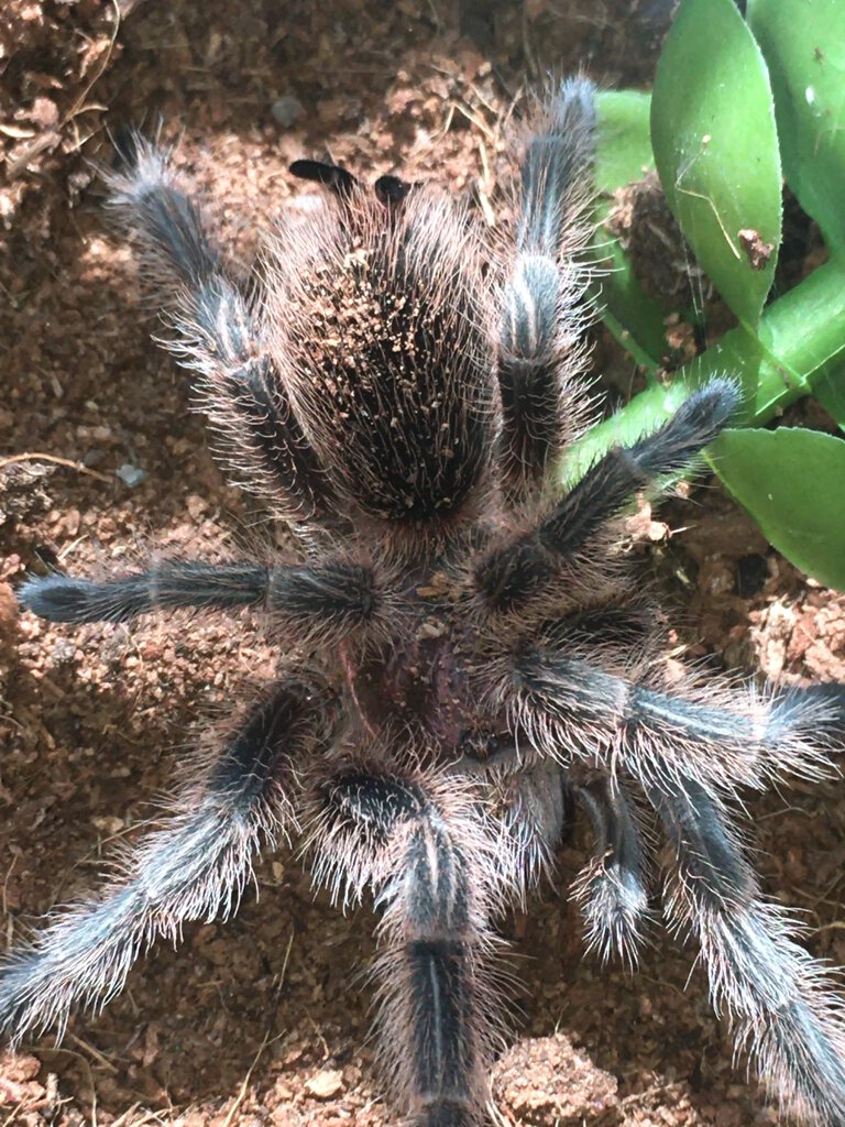 Grammostola sp.