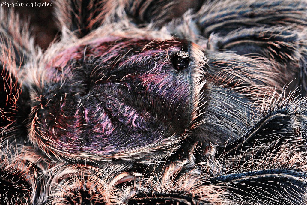 Grammostola sp.