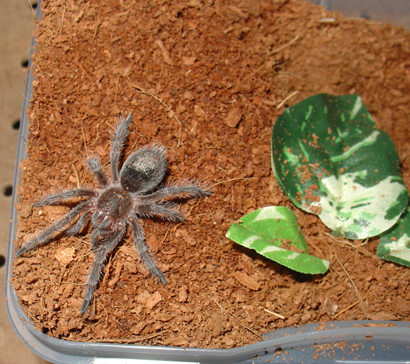 grammostola spec formosa