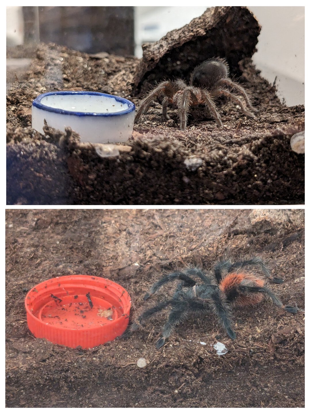 Grammostola vs water dish: Fight!