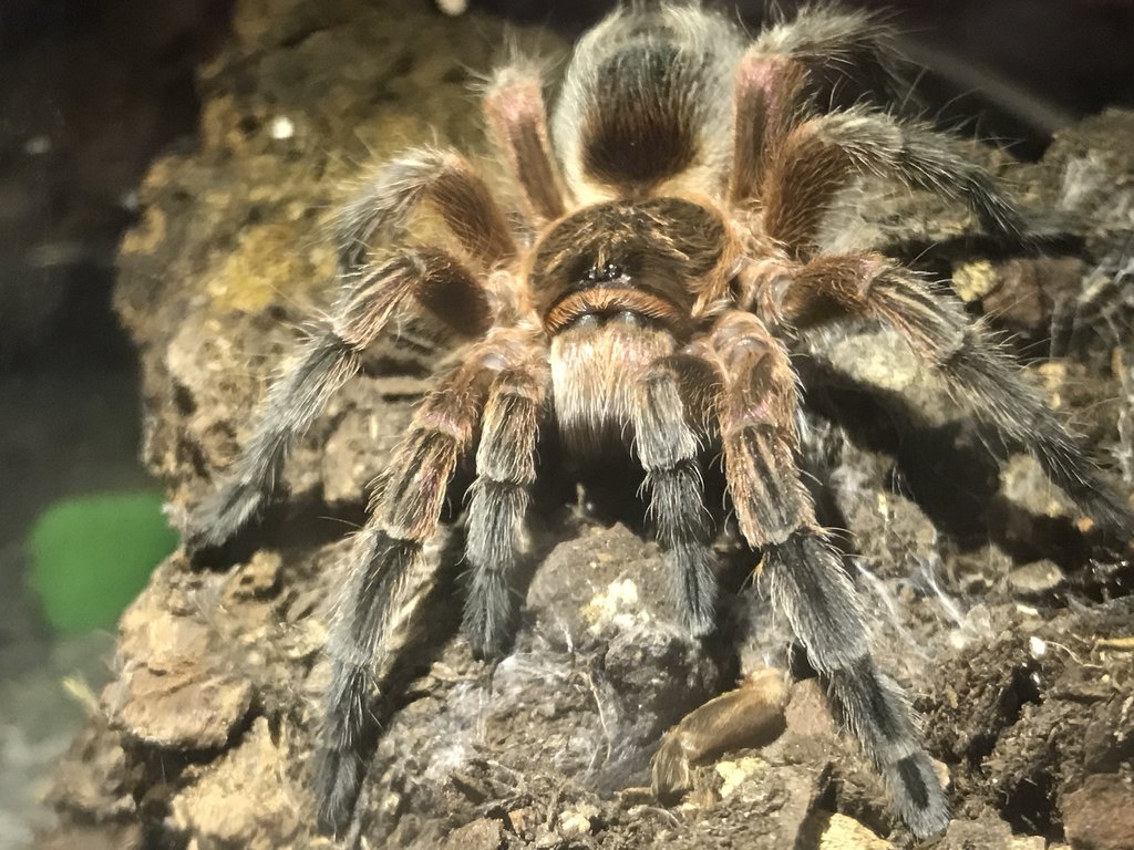 Grammostola What?