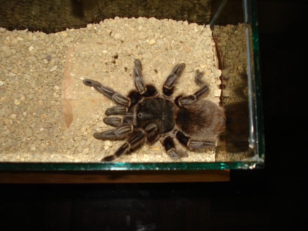 Grammostola?