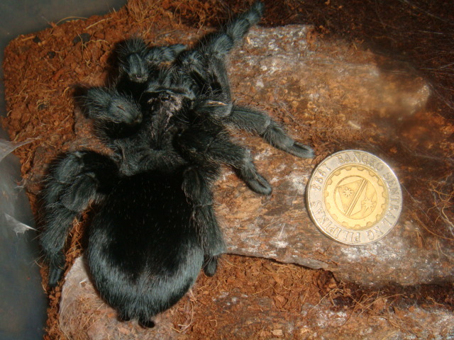 Grammostola