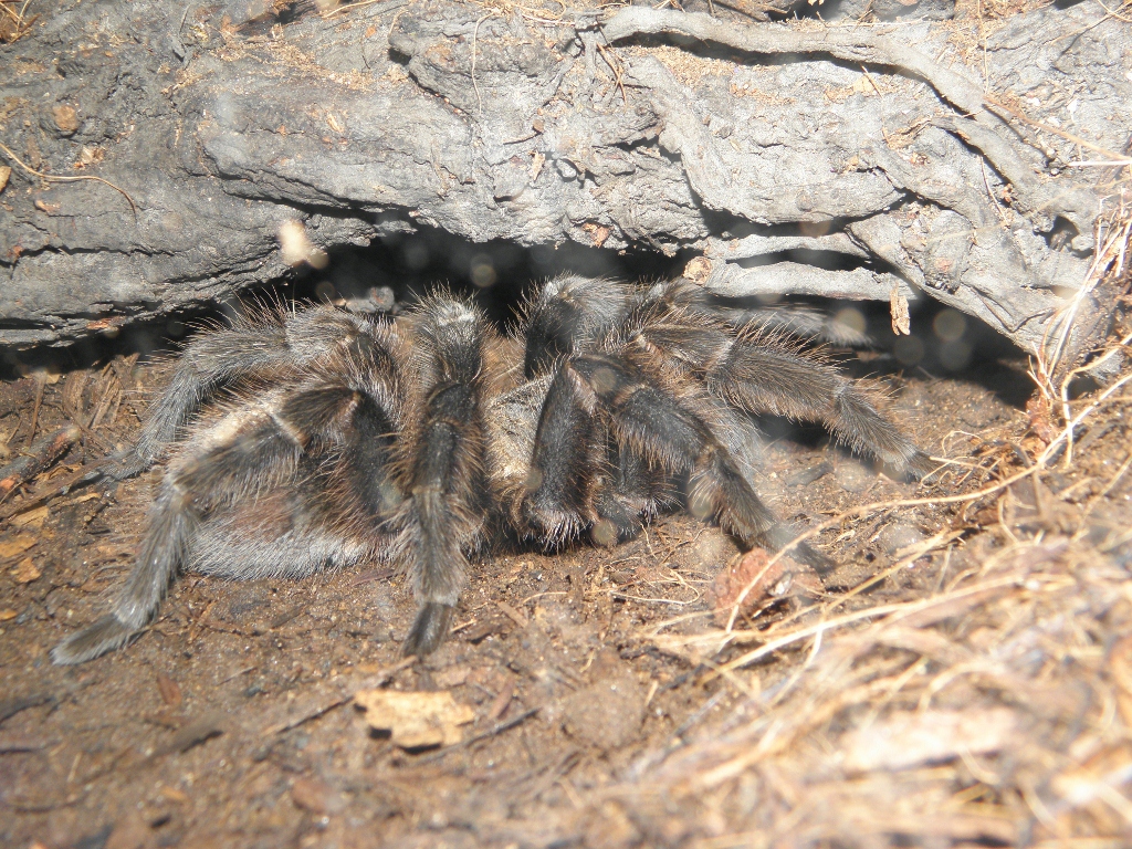 Grammostola?