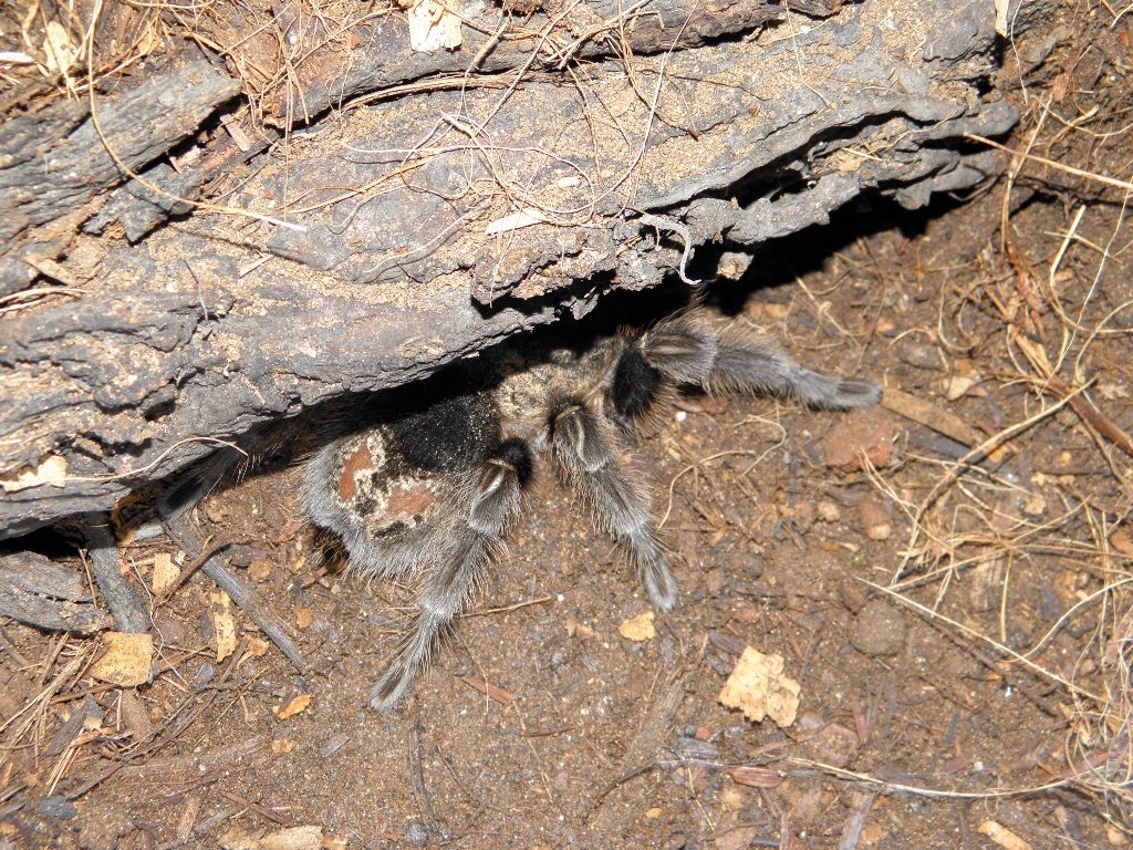 Grammostola?