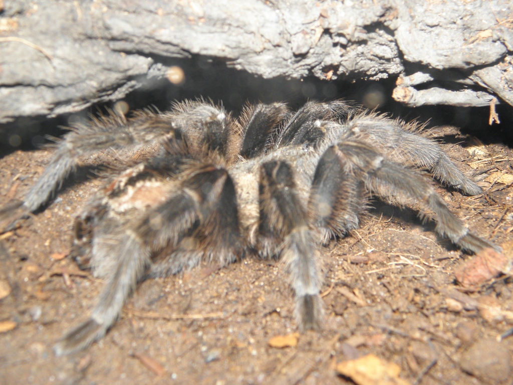 Grammostola?