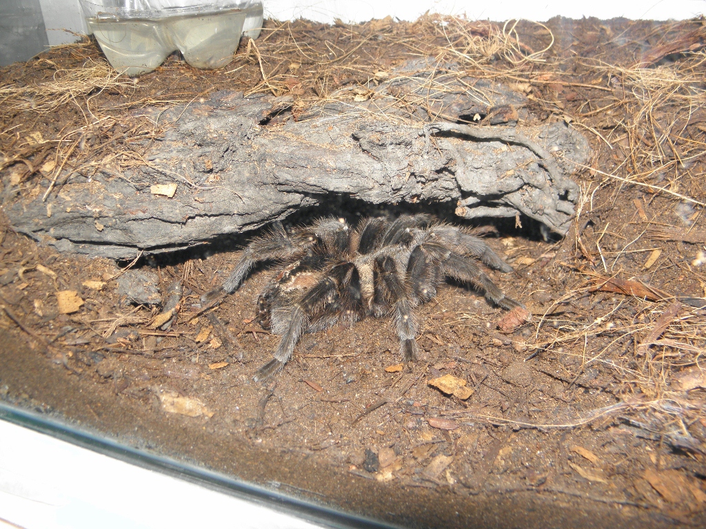 Grammostola?