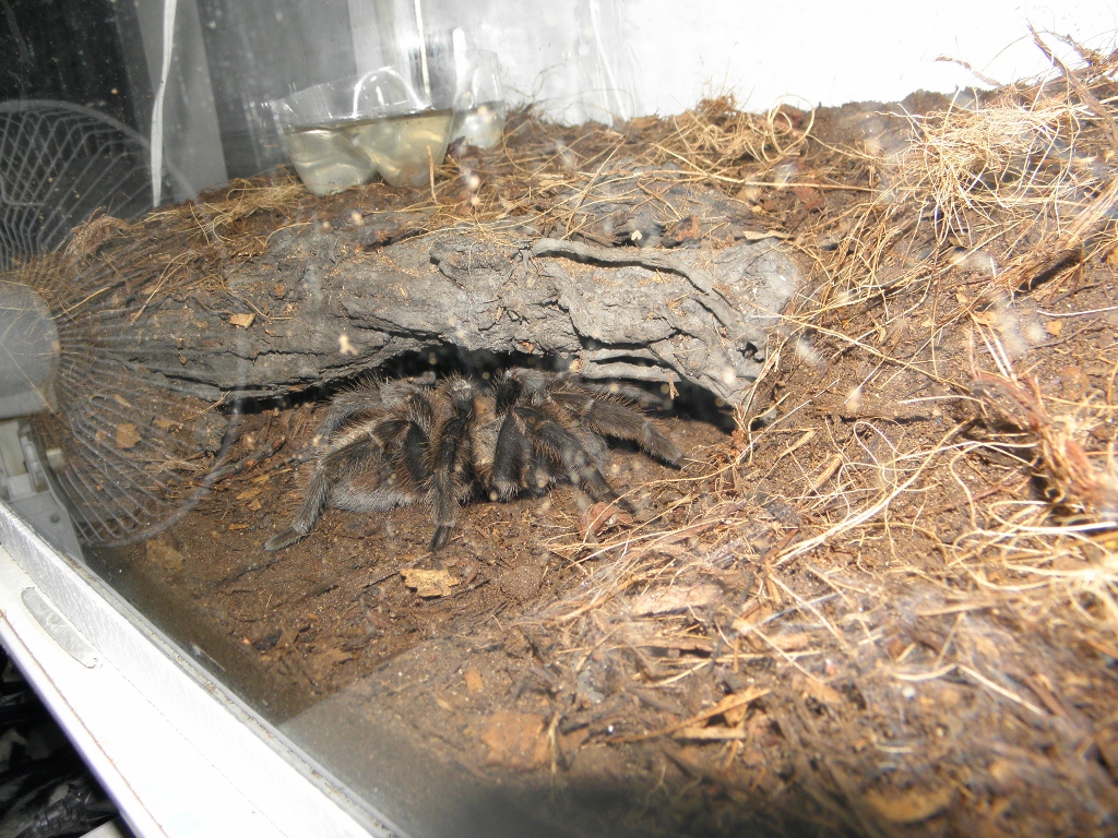 Grammostola?