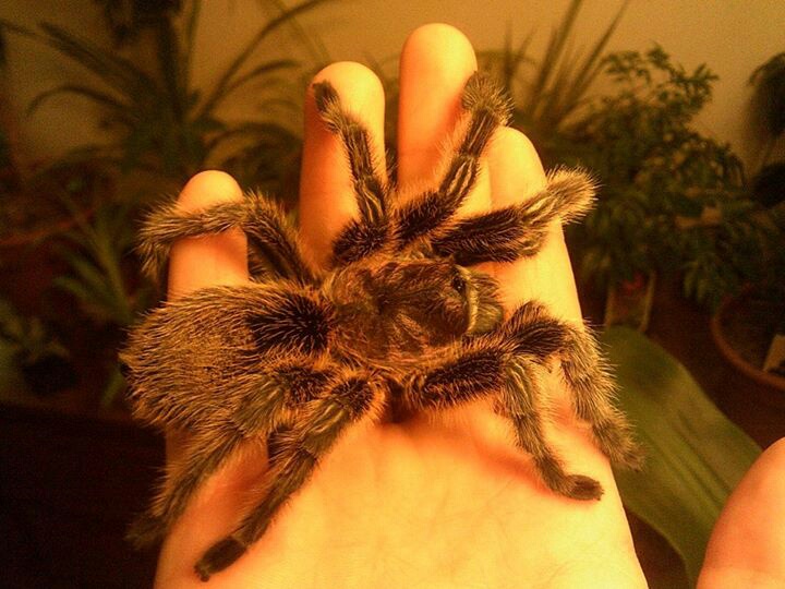 grammostola