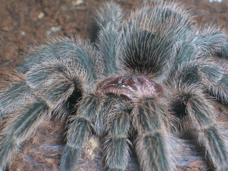 Grammostola