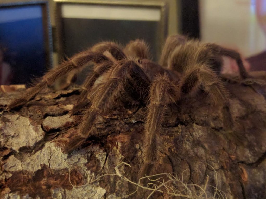 Grammostola